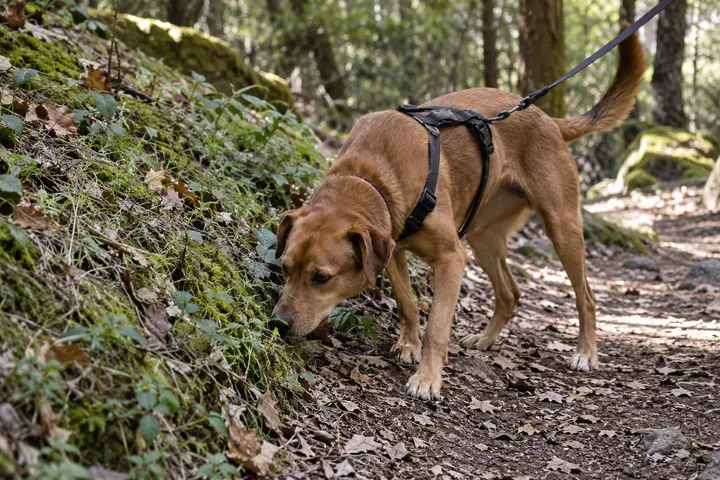 Cane che annusa un sentiero nel verde